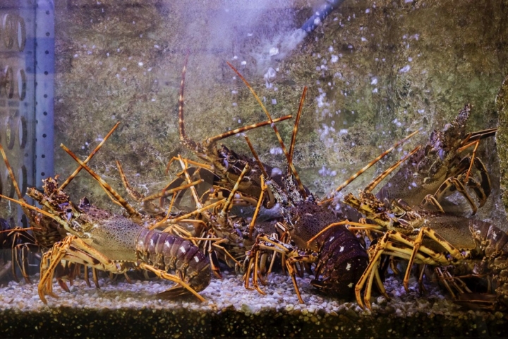 Marisco en su pecera en el interior del restaurante Marisco en su pecera en el interior del restaurante