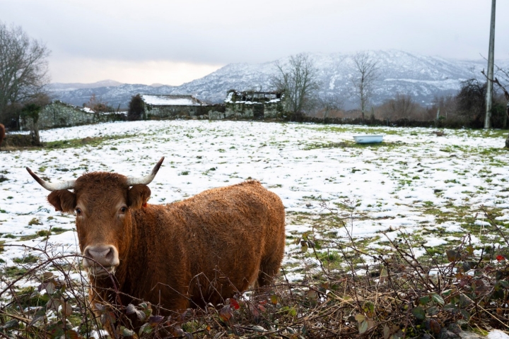 No Inverno, a época por excelência do fumeiro transmontano, Vreia de Jales enche-se de neve