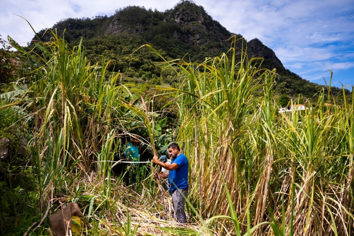 Colheita de cana-de-açúcar numa encosta nos arredores do Porto da Cruz, na ilha da Madeira Colheita de cana-de-açúcar numa encosta nos arredores do Porto da Cruz, na ilha da Madeira