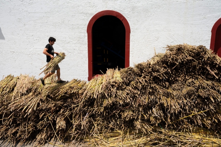 Separação de cana recém-cortada nos Engenhos do Norte, uma usina e destilaria de cana-de-açúcar em Porto da Cruz, na ilha da Madeira Separação de cana recém-cortada nos Engenhos do Norte, uma usina e destilaria de cana-de-açúcar em Porto da Cruz, na ilha da Madeira