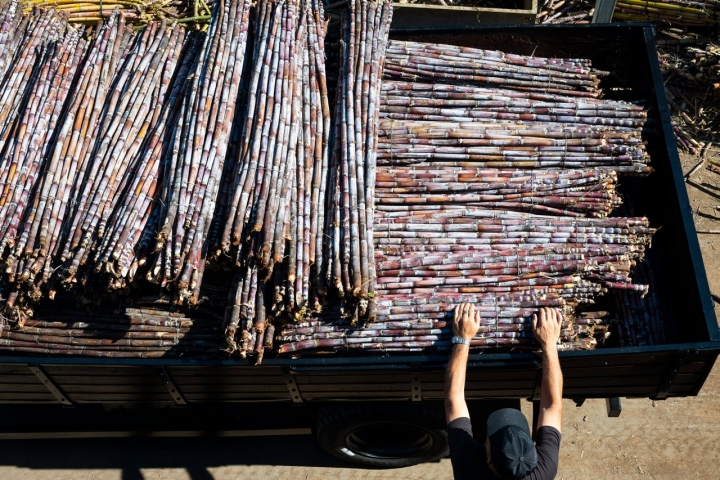 A cana-de-açúcar só pode ser apanhada uma vez por ano, entre abril e maio A cana-de-açúcar só pode ser apanhada uma vez por ano, entre abril e maio