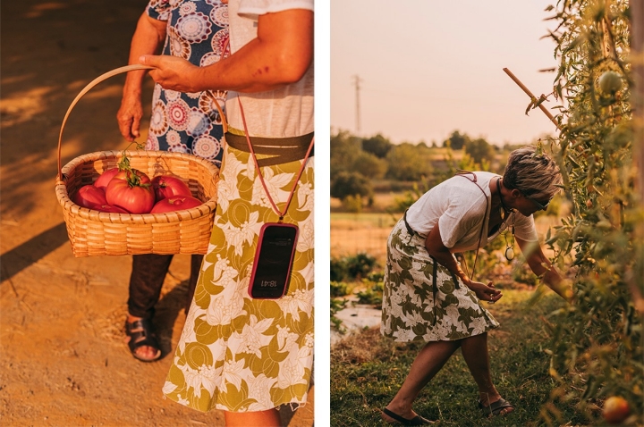 O Tomate Coração de Boi é plantado nos meses de Março e Abril. A partir de Julho, a planta começa a dar os primeiros frutos. Há produtores que conseguem manter a colheita até Outubro O Tomate Coração de Boi é plantado nos meses de Março e Abril. A partir de Julho, a planta começa a dar os primeiros frutos. Há produtores que conseguem manter a colheita até Outubro