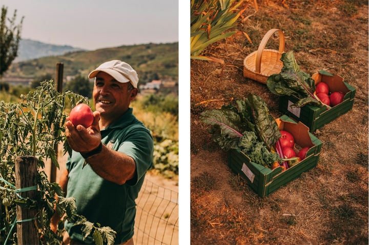 Pedro, hortelão da Quinta da Pacheca, mostra um tomate da mesma planta de onde colherá os exemplares que a quinta levará a concurso. O Tomate Coração de Boi ideal, para além do formato coração, deve ter a pele fina, o gomo suculento e firme e uma ligeira doçura a pontuar a acidez  Pedro, hortelão da Quinta da Pacheca, mostra um tomate da mesma planta de onde colherá os exemplares que a quinta levará a concurso. O Tomate Coração de Boi ideal, para além do formato coração, deve ter a pele fina, o gomo suculento e firme e uma ligeira doçura a pontuar a acidez
