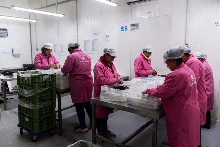 operarios manipulando pasas operarios manipulando pasas