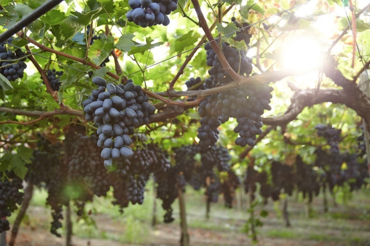 vides al sol vides al sol