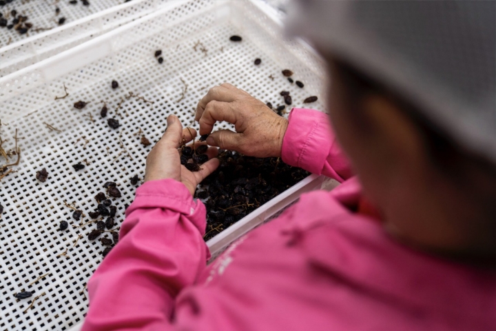 operario limpiando pasas operario limpiando pasas