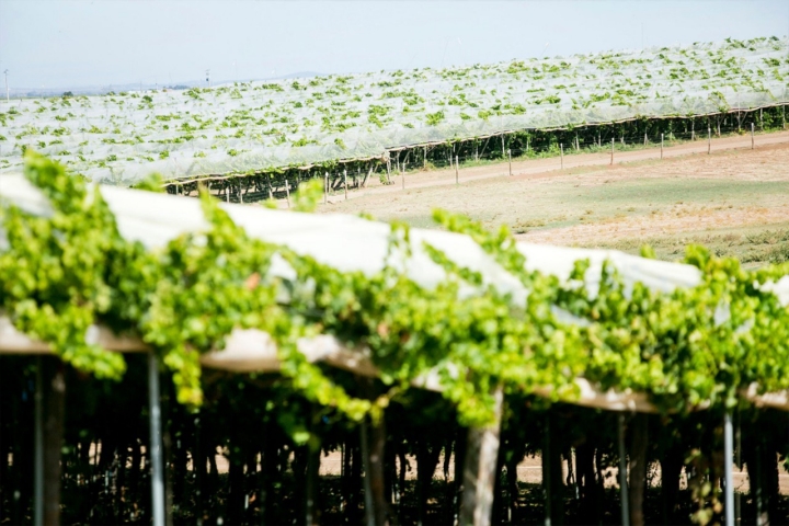 vides bajo plástico vides bajo plástico