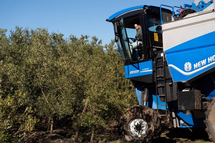 A campanha da azeitona acontece durante o inverno, até ao final do ano