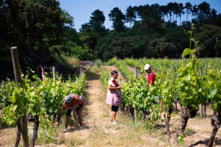 A manutenção das vinhas na Quinta do Arcossó A manutenção das vinhas na Quinta do Arcossó