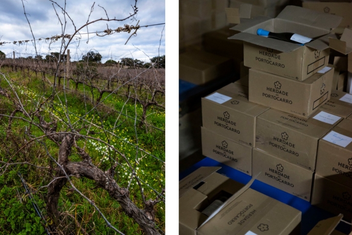 As vinhas estão na parte mais alta do terreno para que não alaguem e dão vinhos com todas as características da região de Setúbal 