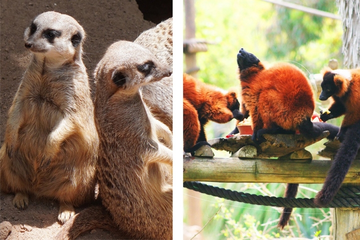 Suricatas e lémures no Zoo de Lagos  Suricatas e lémures no Zoo de Lagos