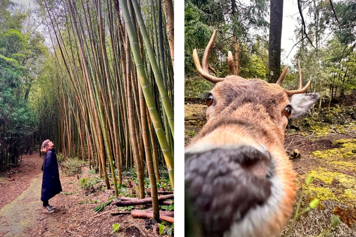 O Pinhal da Paz, também conhecido como Mata das Criações, tem cerca de 50 hectares O Pinhal da Paz, também conhecido como Mata das Criações, tem cerca de 50 hectares