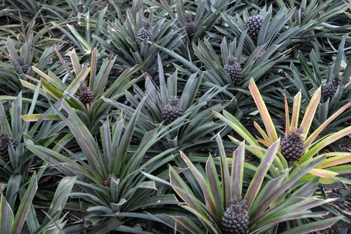 A Plantação de Ananás dos Açores, em Ponta Delgada, é de entrada gratuita. Lá pode ficar a conhecer a história desta fruta e a sua relação com o arquipélago  A Plantação de Ananás dos Açores, em Ponta Delgada, é de entrada gratuita. Lá pode ficar a conhecer a história desta fruta e a sua relação com o arquipélago