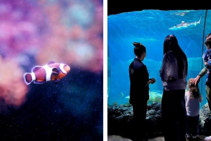 O Sea Life Porto é o aquário com três mil criaturas de distintos habitats