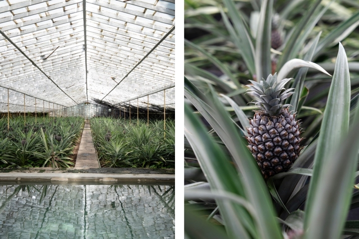 Este foi o primeiro hotel a ter uma piscina dentro da estufa de ananases 