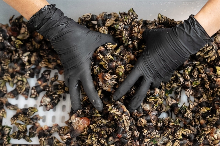 Os percebes encontram-se em quase todos os restaurantes de Vila do Bispo Os percebes encontram-se em quase todos os restaurantes de Vila do Bispo