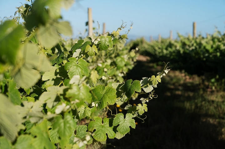 As vinhas da Vicentino Wines, nos terrenos da Frupor, empresa conhecida pela produção de couve-chinesa e plantas ornamentais As vinhas da Vicentino Wines, nos terrenos da Frupor, empresa conhecida pela produção de couve-chinesa e plantas ornamentais