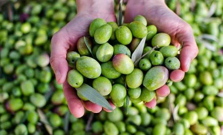 Aceitunas, la única materia prima para el virgen extra. Foto: shutterstock