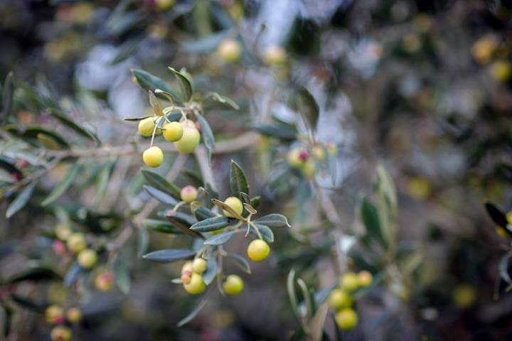 Aceites DO La Rioja: aceituna redondilla en el olivo