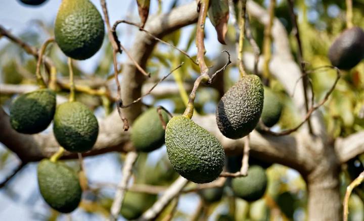 Los aguacates suelen crecer de dos en dos.