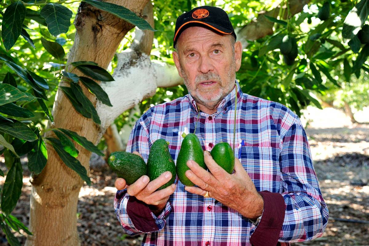 Aguacates con vistas a la Costa del Sol