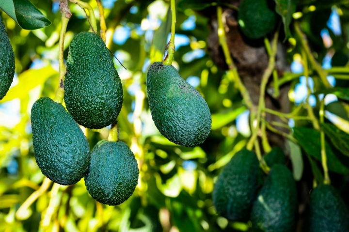 Los aguacates no maduran hasta que se recogen del árbol.