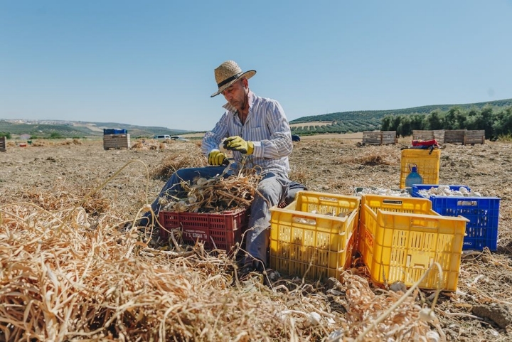 Un jornalero cortando raíz y tallo a más de 30º C.