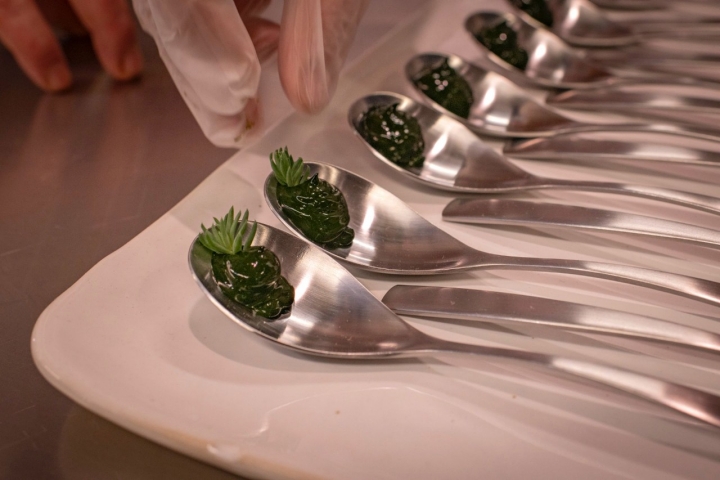 Cucharas preparadas con el plancton marino para la sopa.