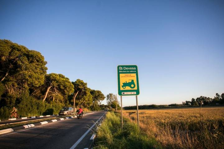 Durante la recolección de arroz en L'Albufera hay que tener paciencia al volante si tienes a un tractor delante.