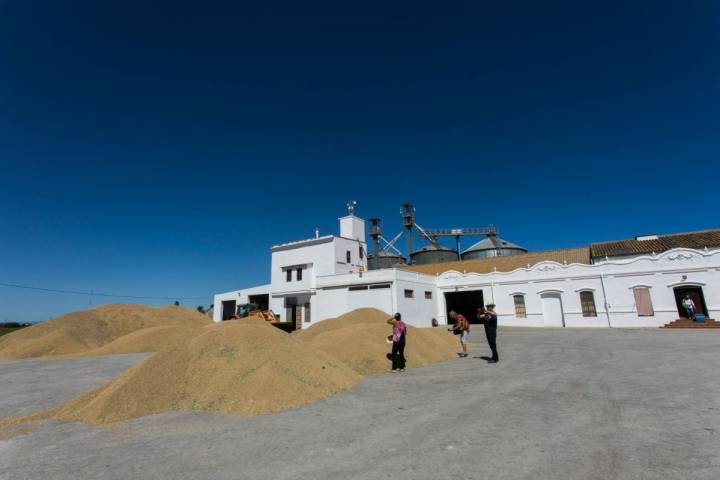 La cosecha de arroz en los secaderos de la finca.