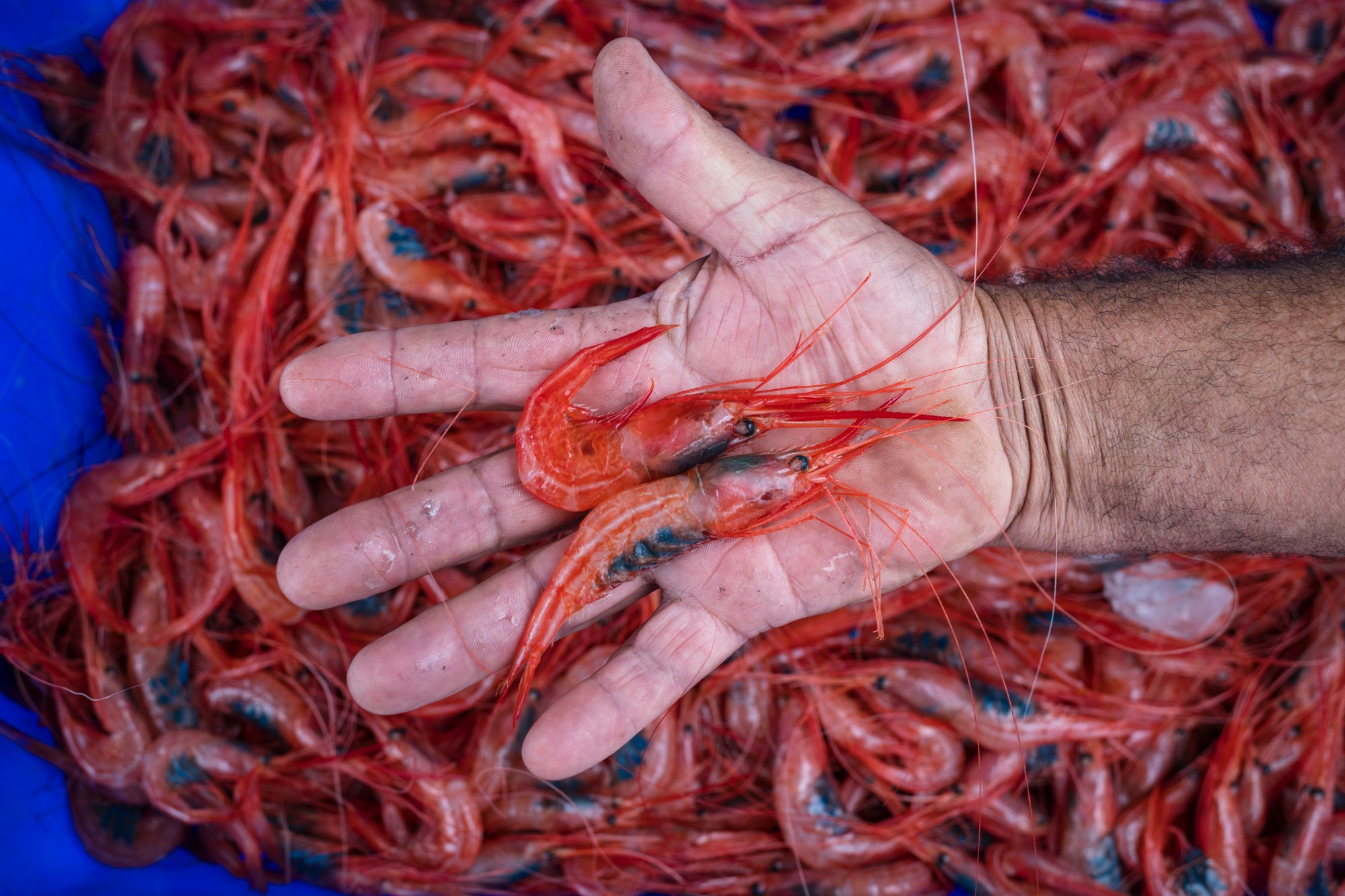 El bocado más dulce del Atlántico