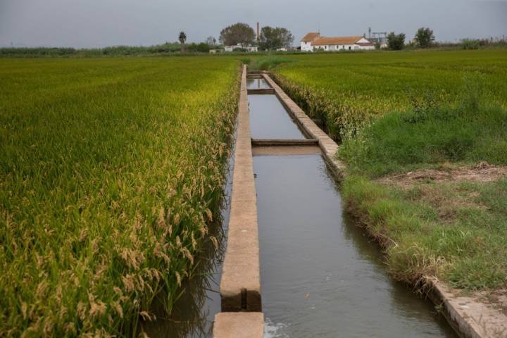 Albufera de Valencia