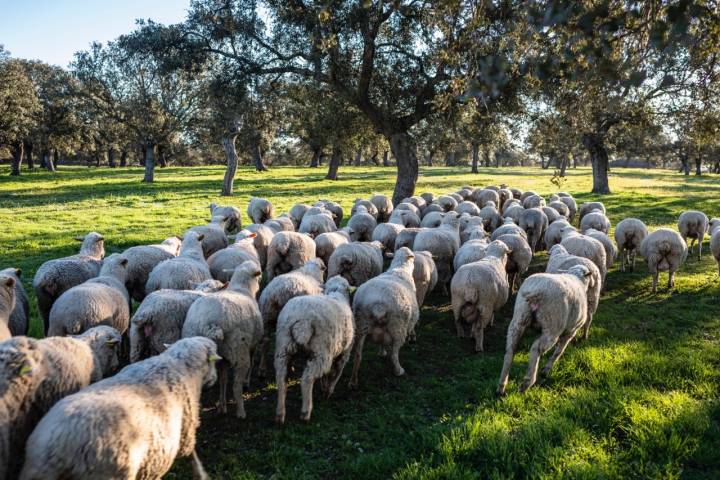 Ovejas merinas en Los Pedroches (Córdoba)