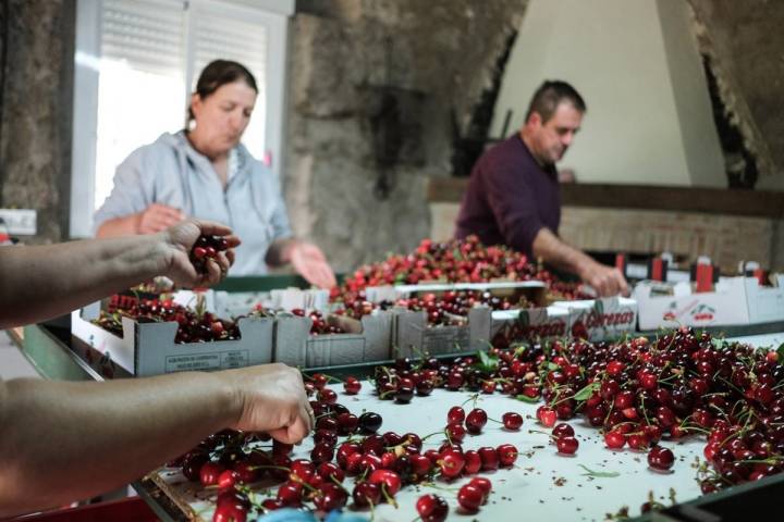 La familia Izquierdo Sánchez selecciona las cerezas en el tendal directamente traídas del árbol.