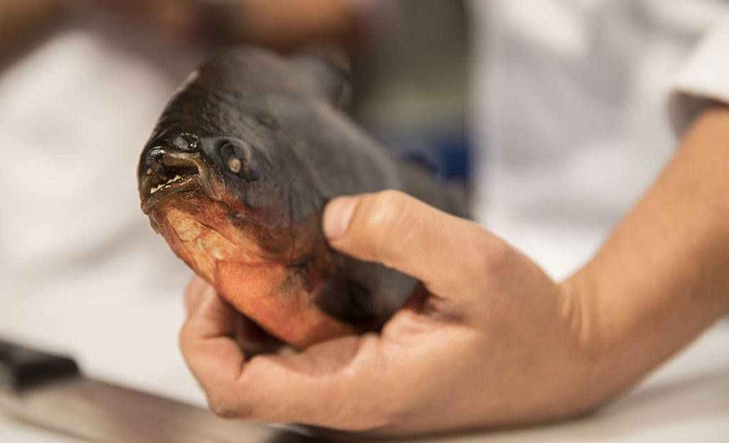 Una piraña con las que cocina Diego Gallegos