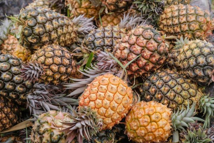 Imagen de piñas ya limpias y agrupadas para entregar en la cooperativa de agricultores de Frontera, en El Hierro.