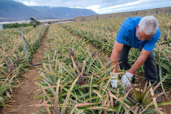 Carlos trabaja en uno de los surcos donde crecen las plantas de la piñas.