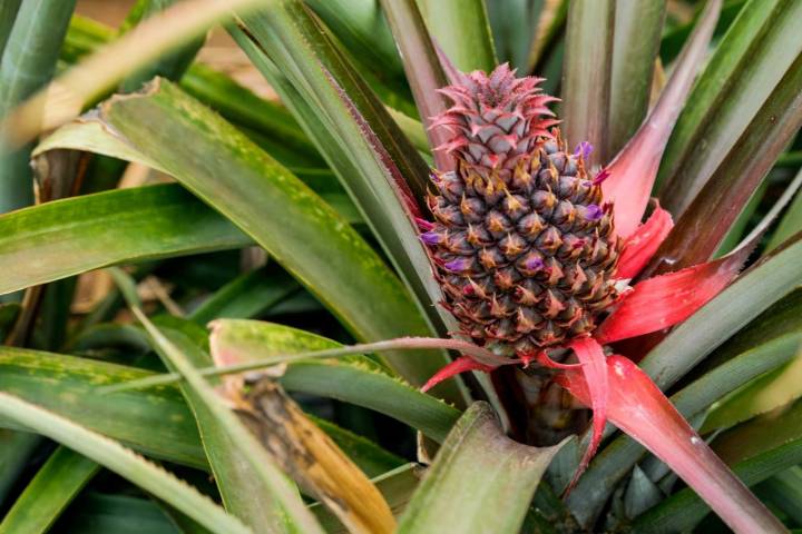 Una piña recién nacida aún en crecimiento.