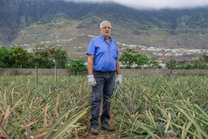 Carlos Castañeda posa en una de sus fincas de piña tropical en el Valle de El Golfo, en El Hierro.