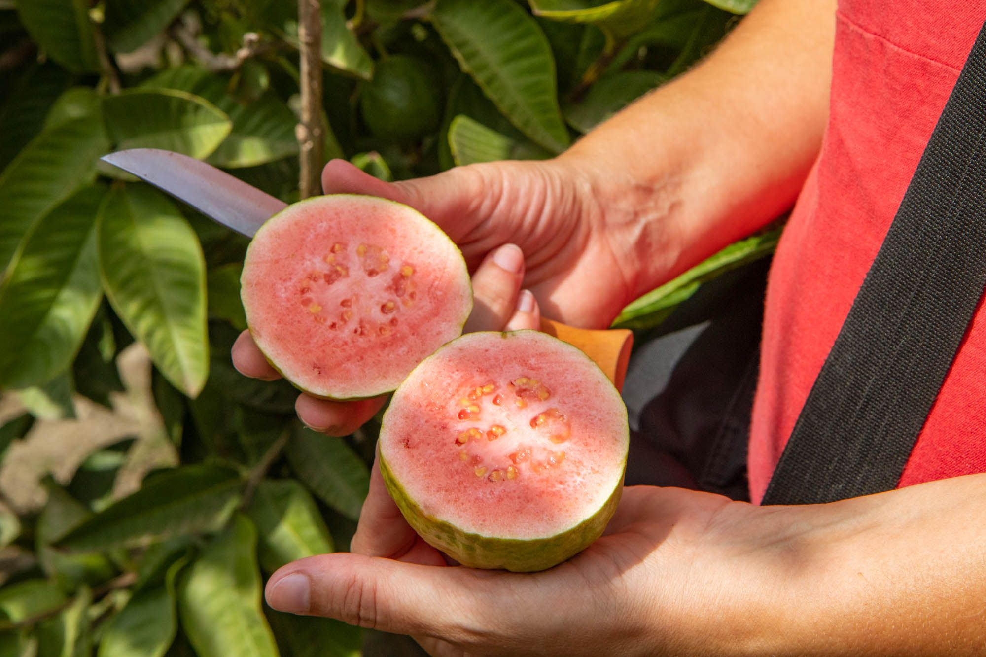 Agricultura con carácter en el Mediterráneo más tropical