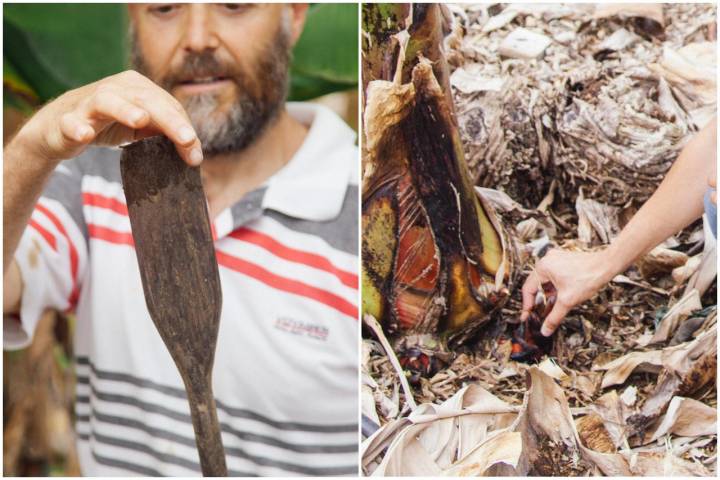 La barreta de hierro con la que se hace el deshijado. A la derecha, uno de los "botones".