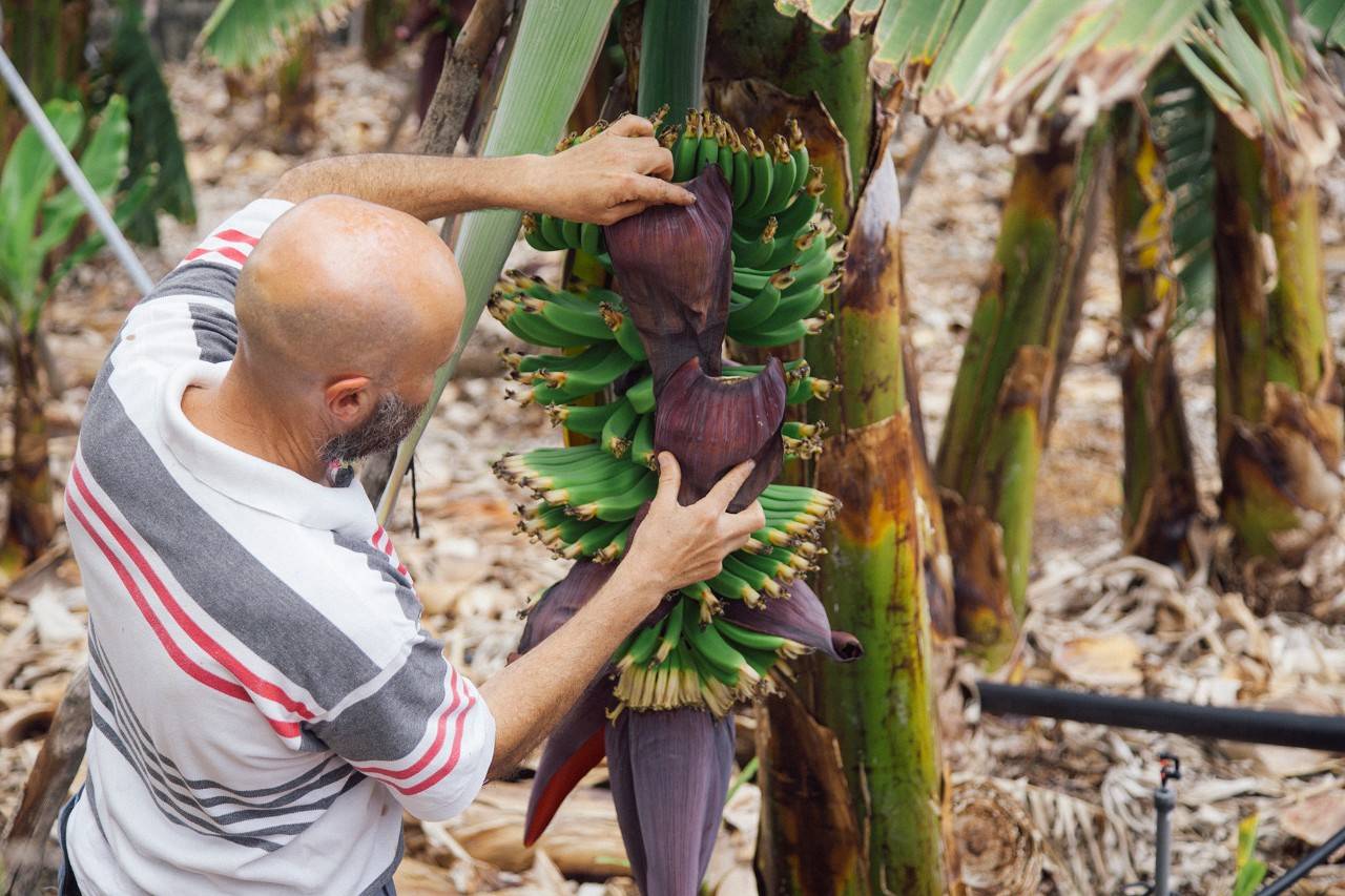 La flor de la platanera se llama bellota. De ahí saldrán la piña, las manos y los dedos.