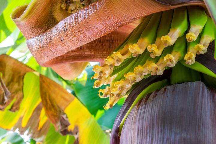 Detalle de la flor que aparece en el extremo de los dedos. Foto: Shutterstock.