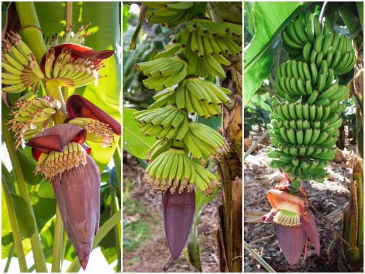 La 'piña' en tres momentos diferentes de su crecimiento. Foto: Rocío Eslava / Shutterstock.