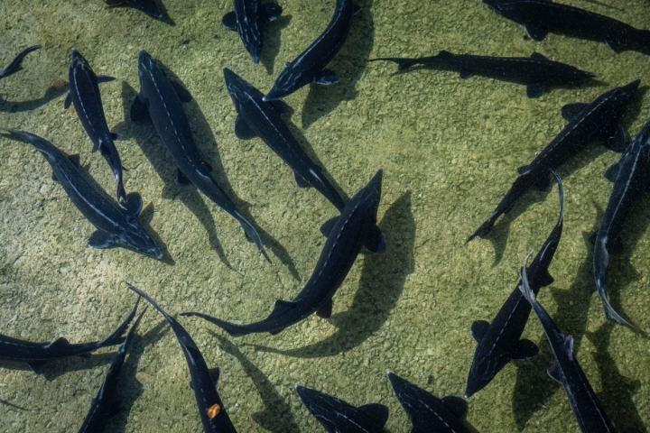 El caviar proviene de las hembras de esturiones que se crían en piscifactoría.