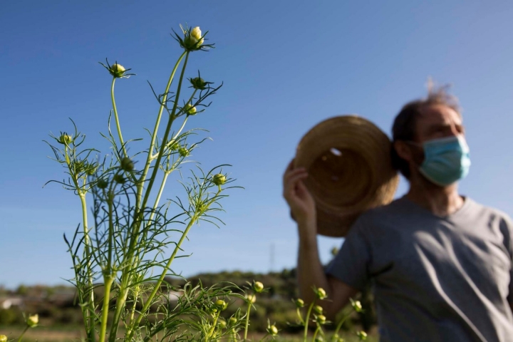 Cristóbal Hevilla en la huerta.