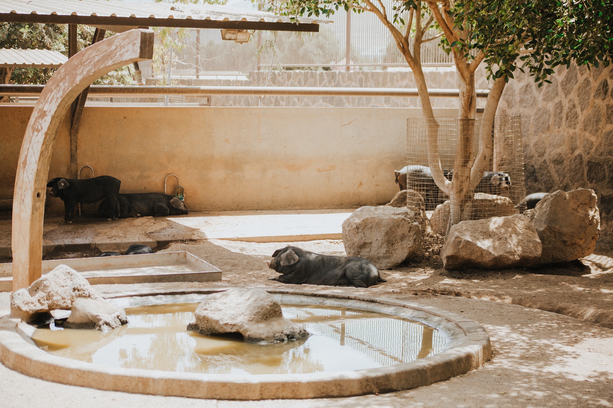 Finca de Uga (Lanzarote) cochino en recinto