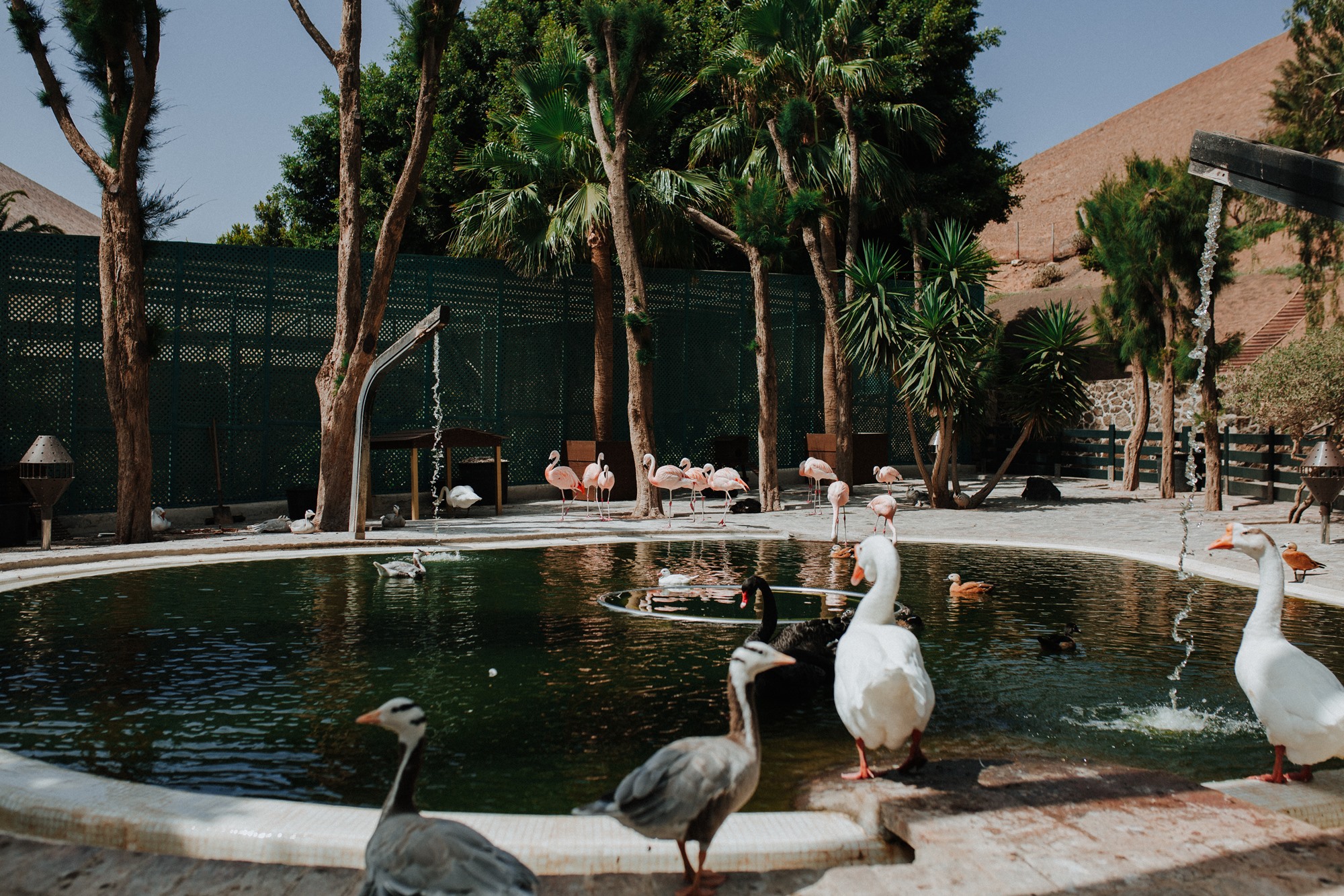 Finca de Uga (Lanzarote) patos y flamencos