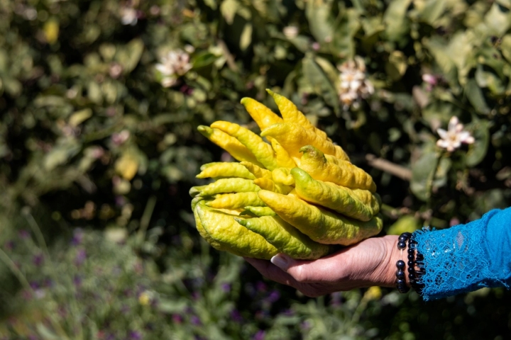 Finca 'Giallo Royal' apertura mano de buda