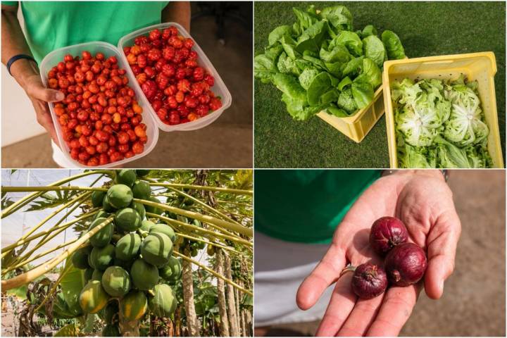 Frutas y hortalizas de la finca La Calabacera (Tenerife).